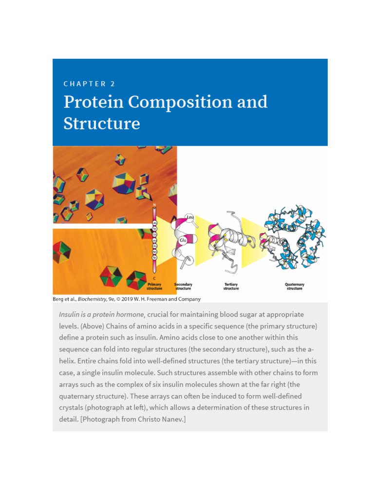 Understanding Protein Structure and Function | PDF | Amino Acid | Proteins