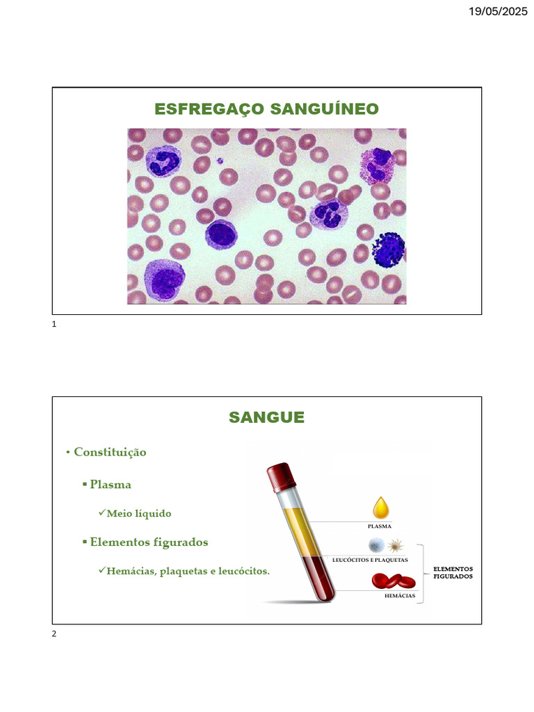 Elementos do Esfregaço Sanguíneo | PDF | Glóbulo branco | Sangue