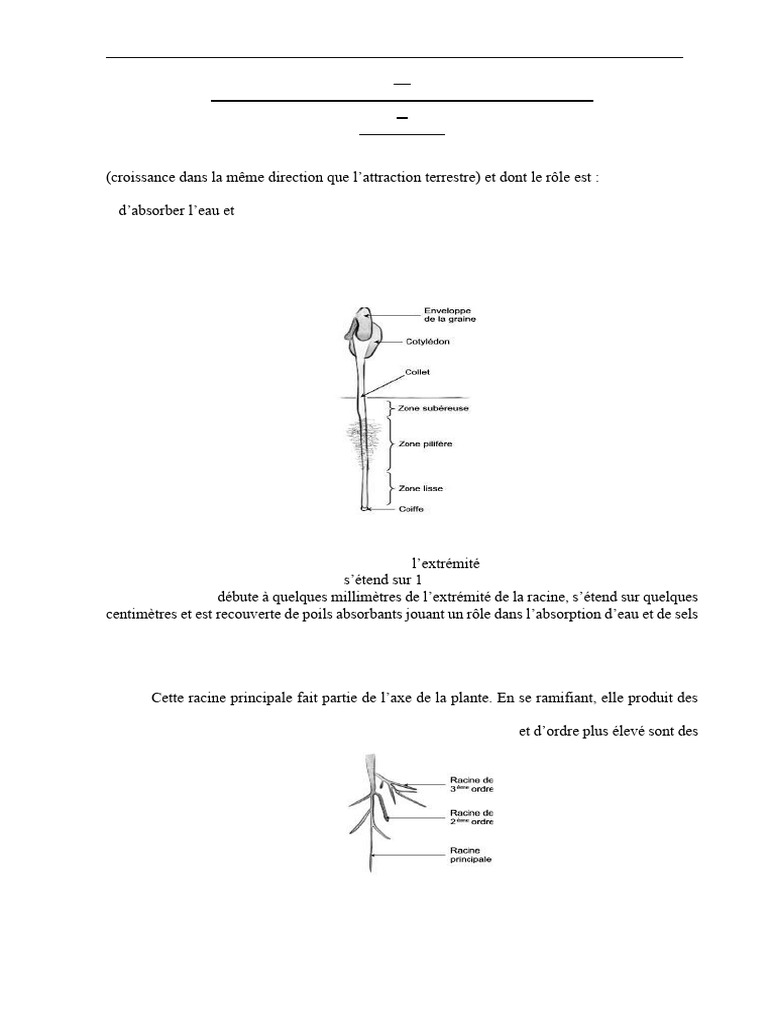 Types de racines chez les végétaux | PDF | Racine | Feuille