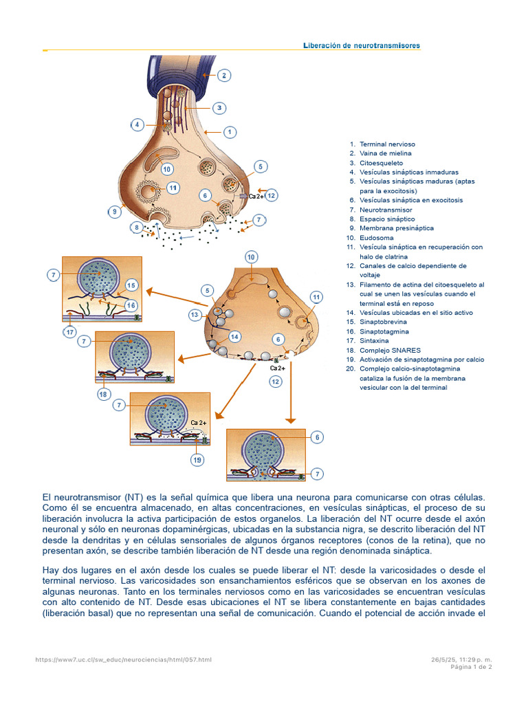 Mecanismos de liberación de neurotransmisores | PDF | Sinapsis | Neurona