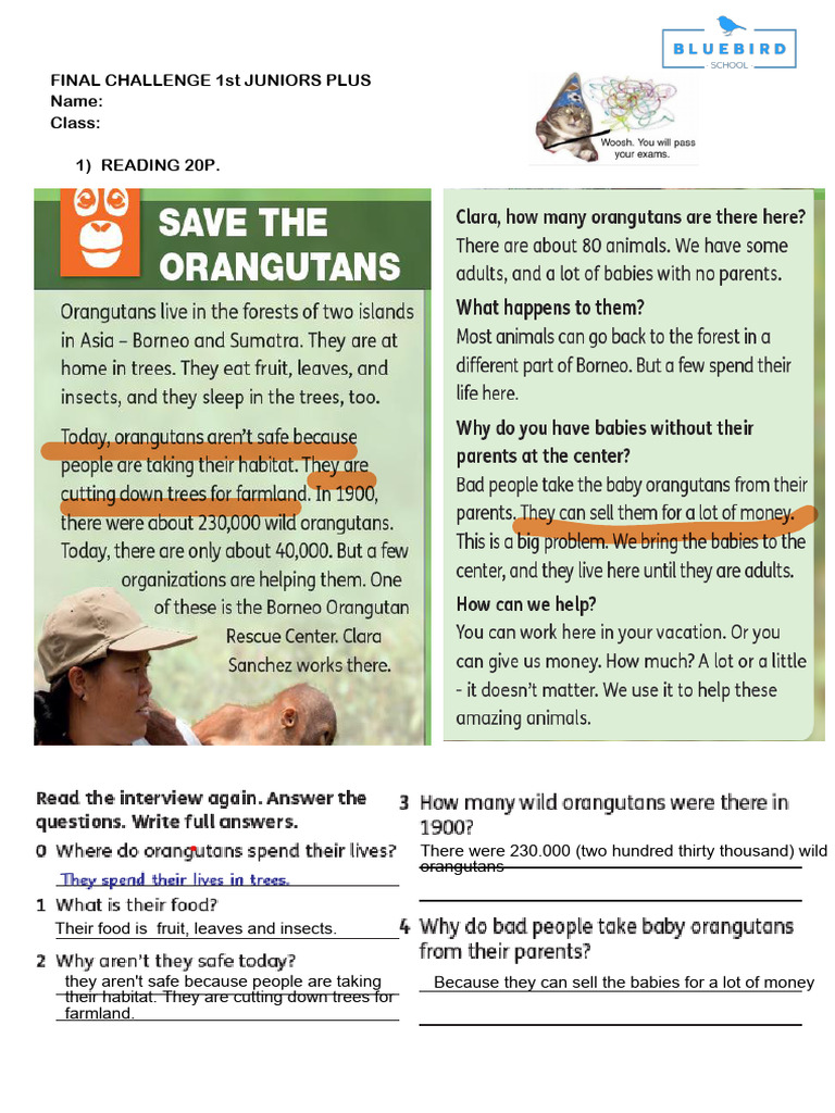 1st Junior Plus Final Challenge | PDF | Orangutan | Zoology