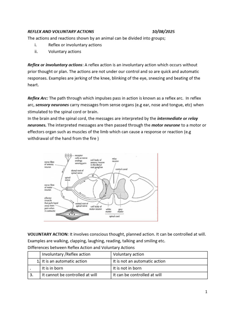 Reflex vs. Voluntary Actions Explained | PDF | Classical Conditioning ...