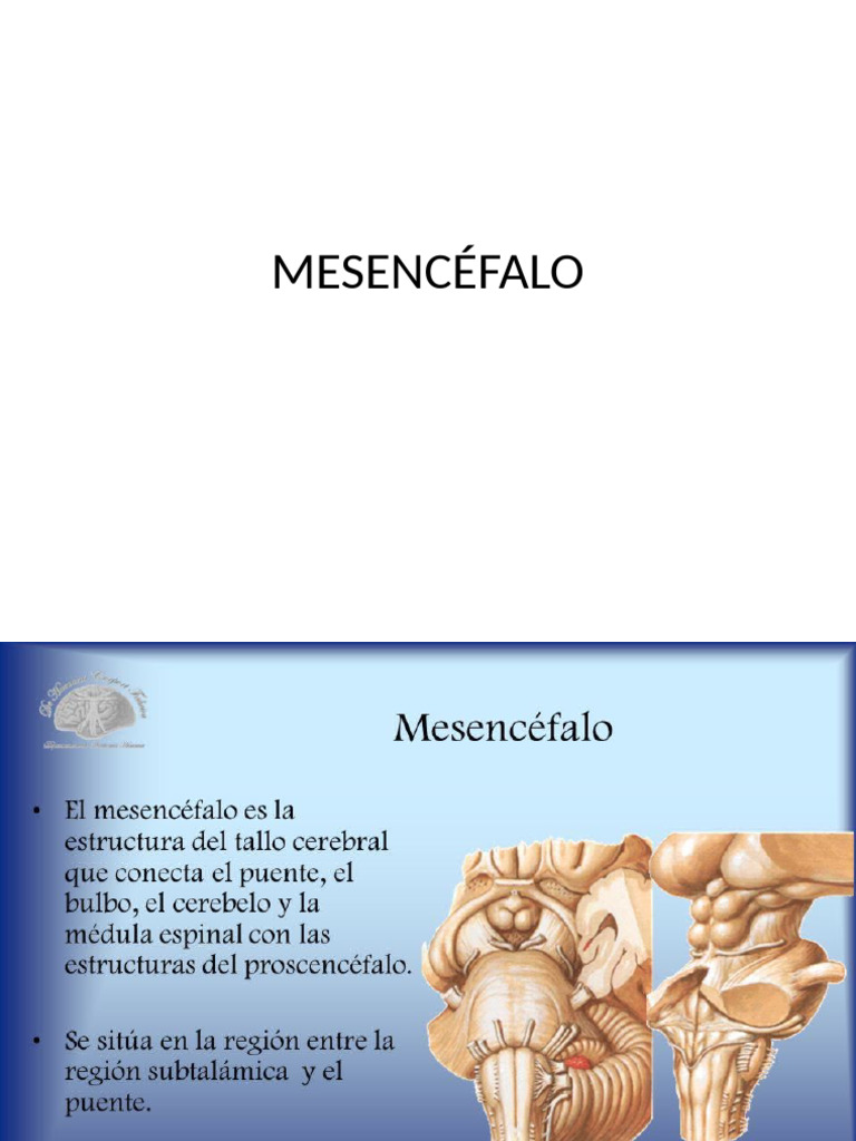 MESENCÉFALO | PDF
