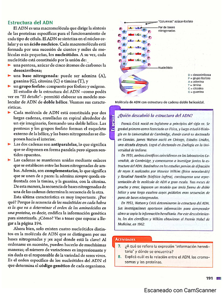 ADN | PDF