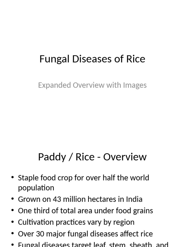 Fungal Diseases of Rice Expanded | PDF