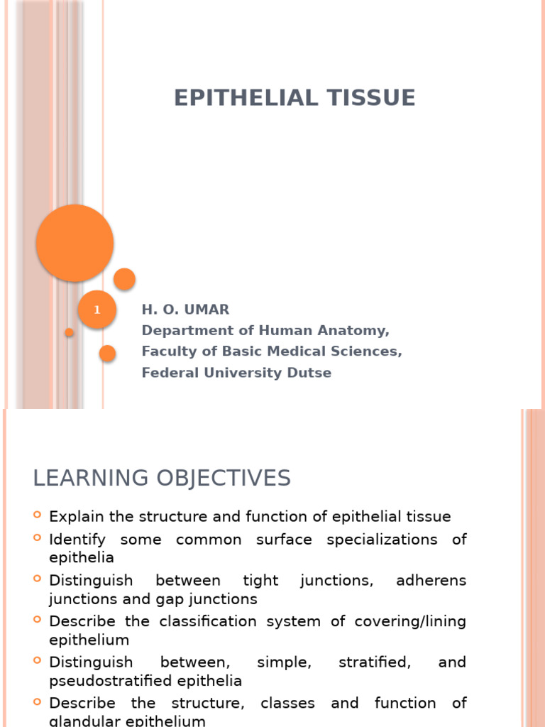 Epithelial Tissue: Structure and Functions | PDF | Epithelium | Anatomy