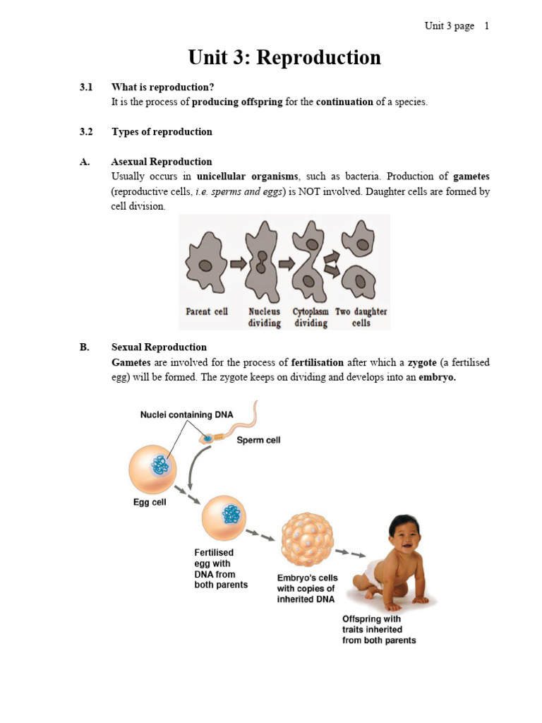 Understanding Human Reproduction Basics | PDF | Fertilisation ...
