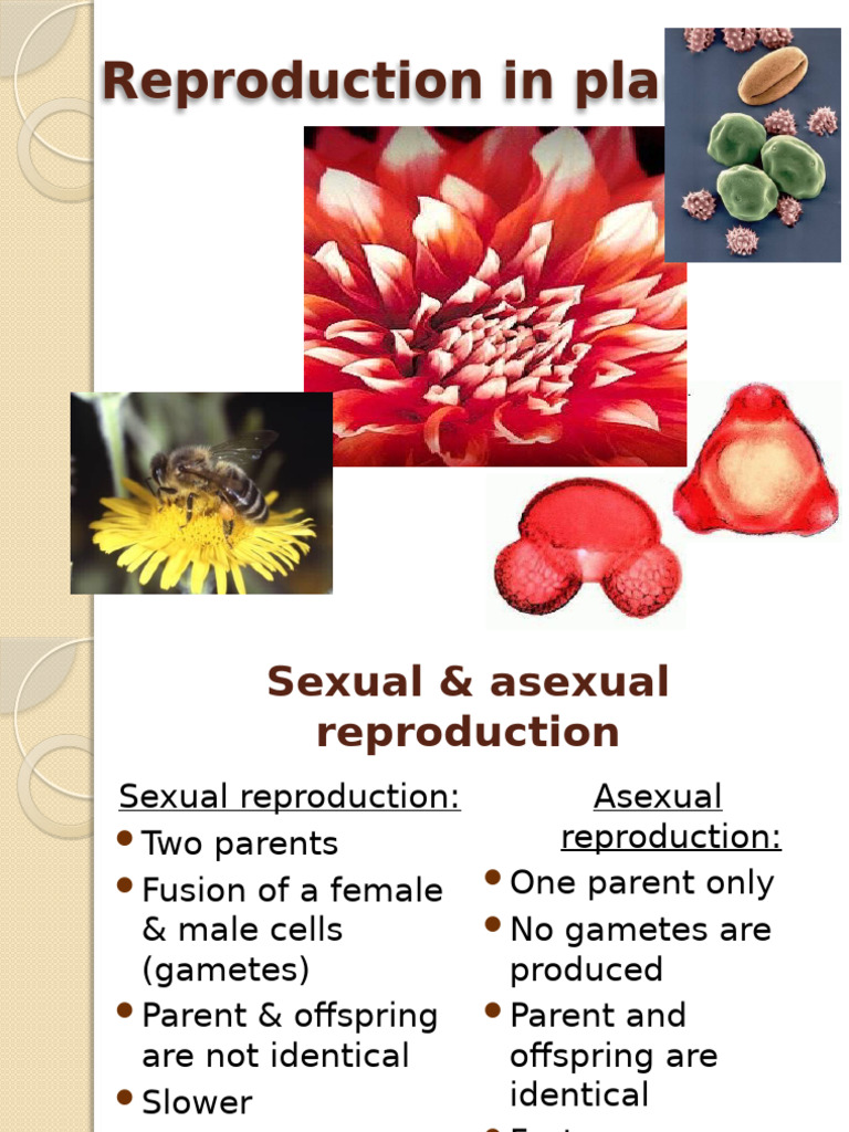 Reproductioninplants 140319174523 Phpapp01 | PDF | Sexual Reproduction ...