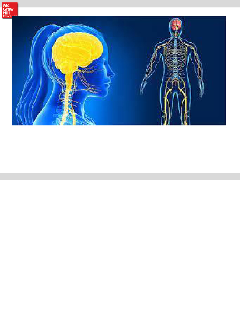 Overview of the Nervous System | PDF | Spinal Cord | Cerebrum