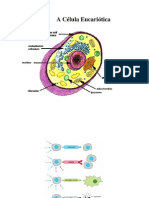 Membrana Plasmatica