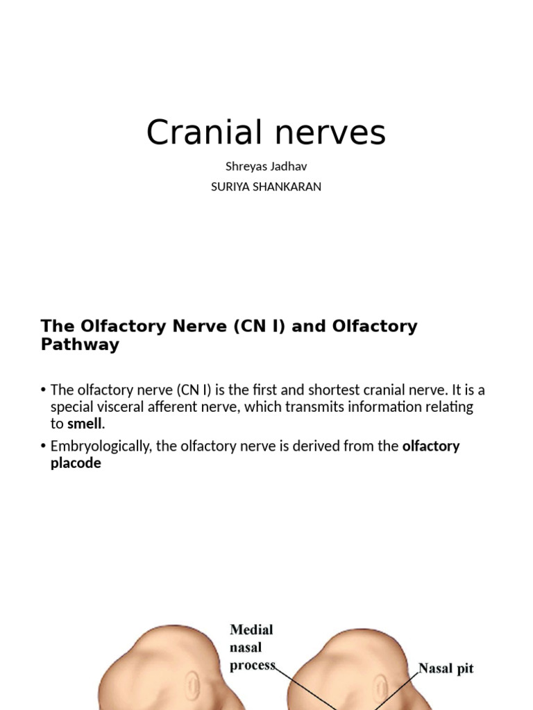 Cranial Nerves Completed | PDF | Olfactory System | Human Head And Neck