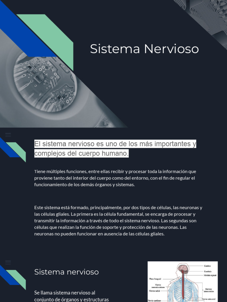 Funciones y Estructura del Sistema Nervioso | PDF | Sistema nervioso ...