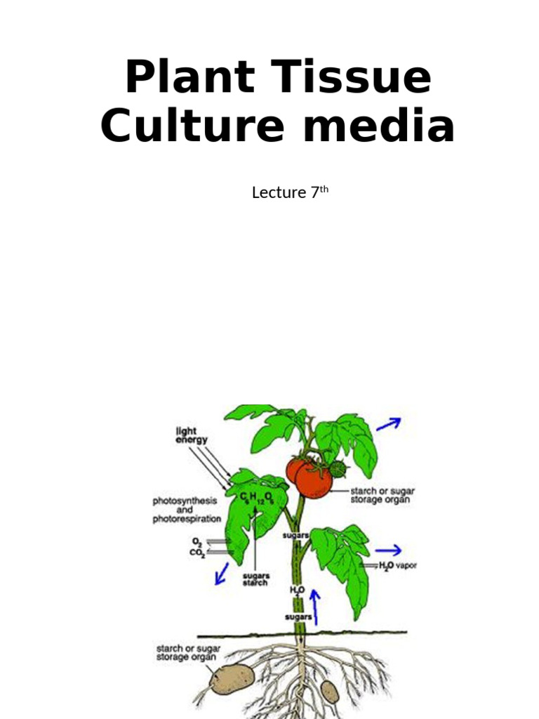 Essential Components of Plant Tissue Culture Media | PDF | Nutrients ...