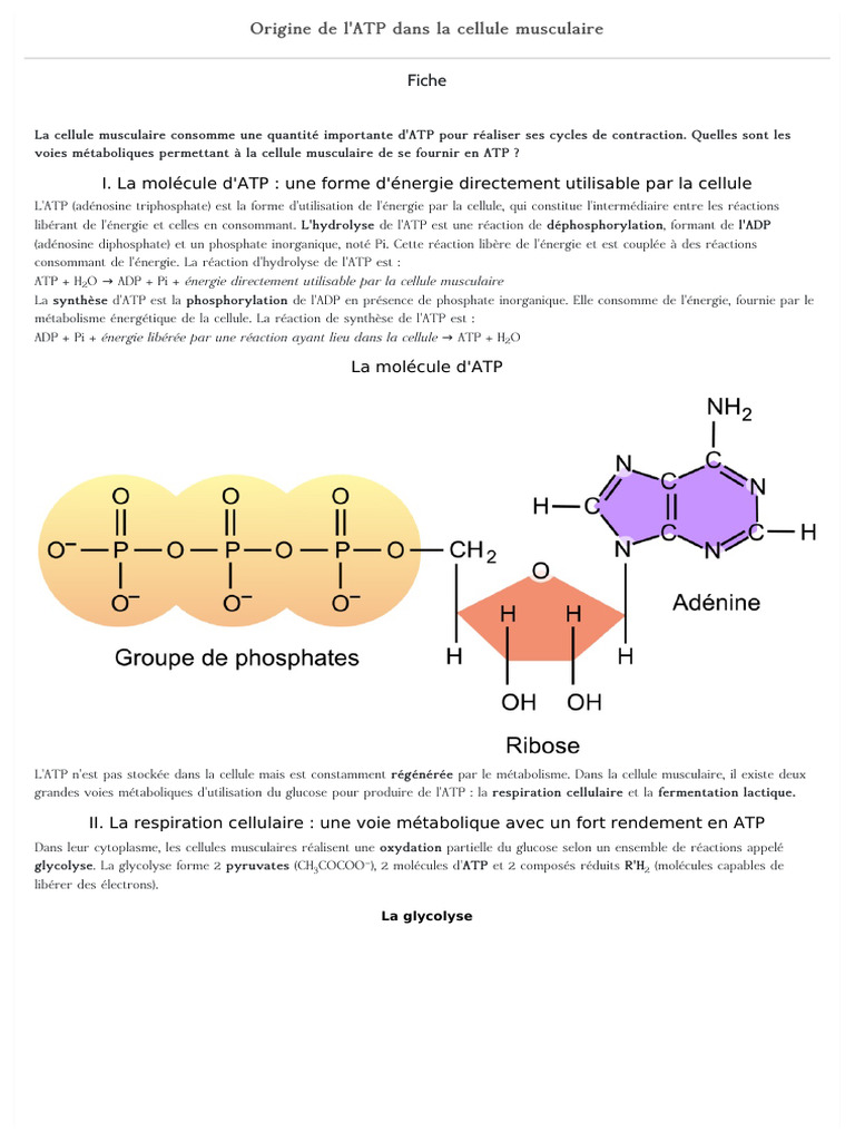 Origine de l'ATP dans les muscles | PDF | Adénosine triphosphate ...