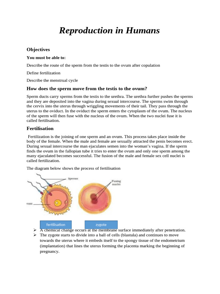 Menstrual Cycle Overview and Fertilization | PDF | Menstrual Cycle | Uterus