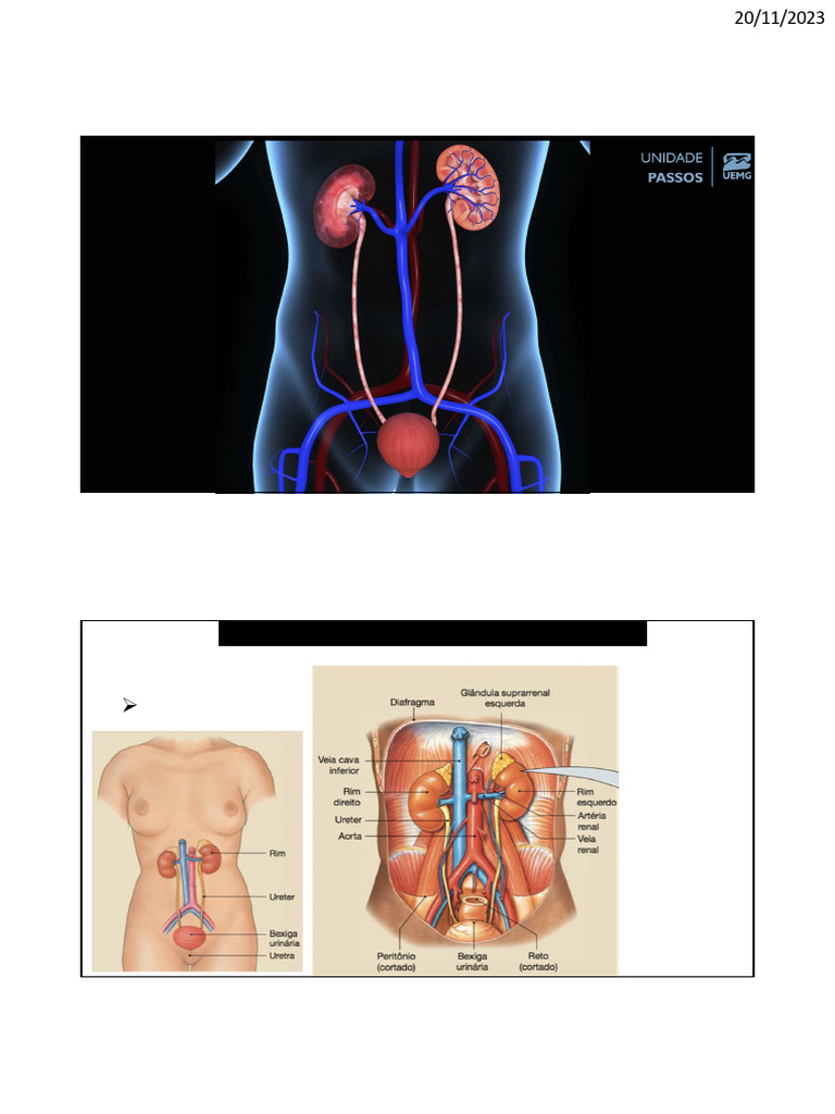Anatomia e Funções do Sistema Renal | PDF | Sistema urinário | Rim