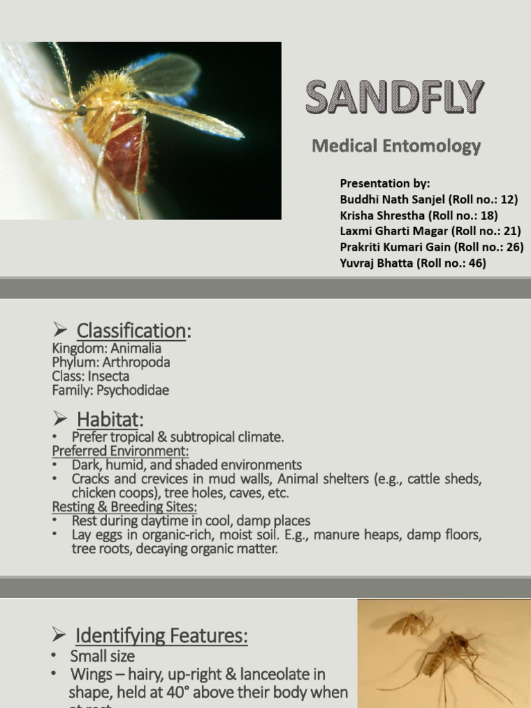 Sand Fly: Identification and Control | PDF | Insects | Zoology