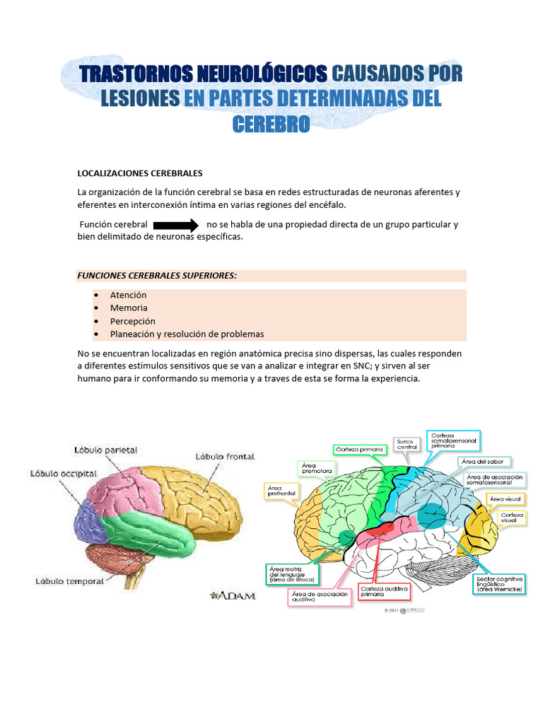 Trastornos neurológicos por lesiones cerebrales | PDF | Cerebro