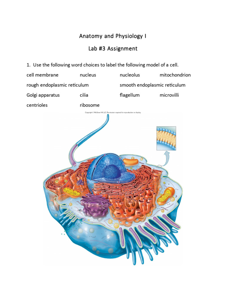 Cell Structure and Mitosis Lab Guide | PDF