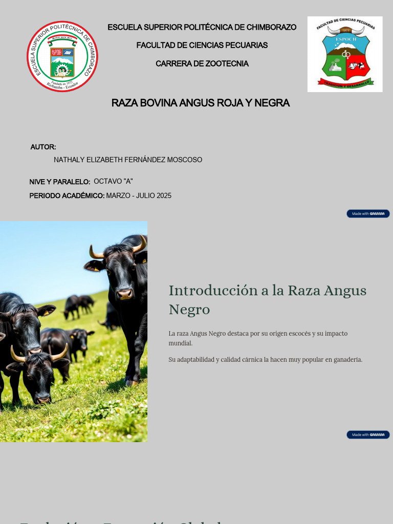 Características de la Raza Angus | PDF | Carne | Vacas