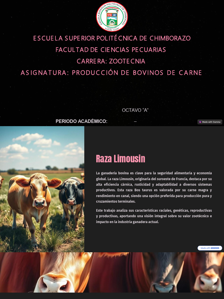 Raza Limousin: Genética y Productividad | PDF | Animales domesticados ...
