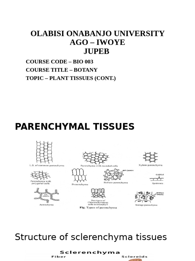 Bio 003 Plant Tissues 2 | PDF | Tissue (Biology) | Plant Physiology