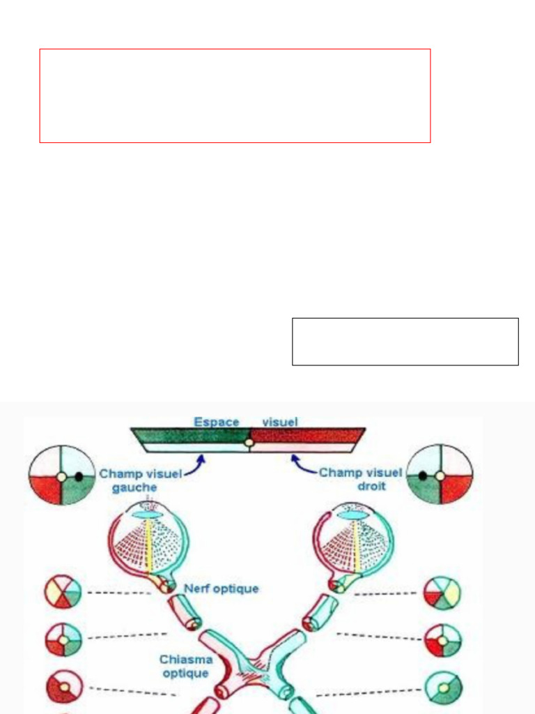 Anatomie des voies sensorielles humaines | PDF | Système nerveux ...