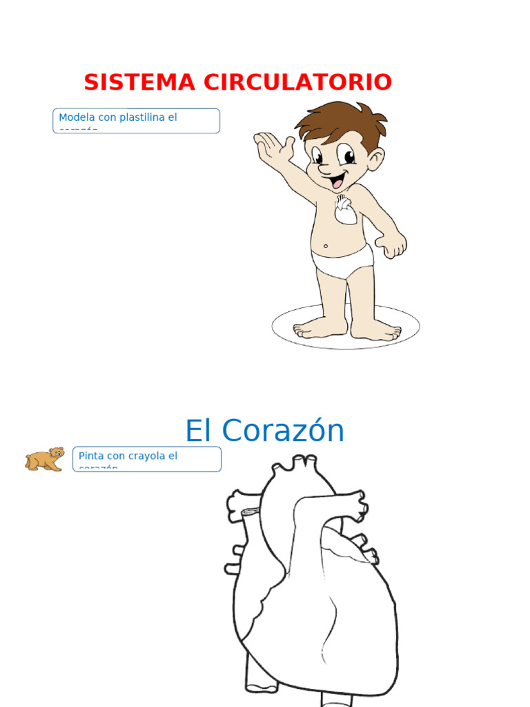 Actividades del Sistema Circulatorio Infantil | PDF