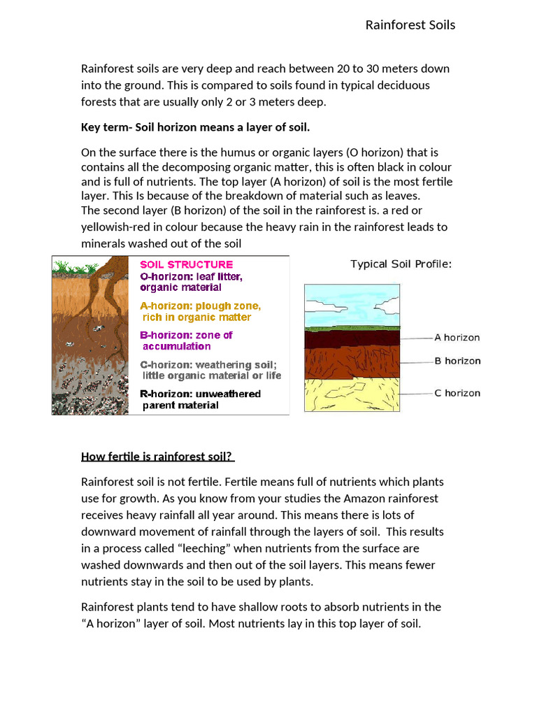 Rainforest Soil Characteristics and Types | PDF