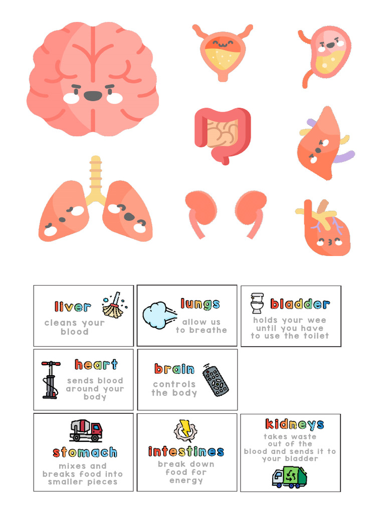 Major Organs of the Human Body | PDF