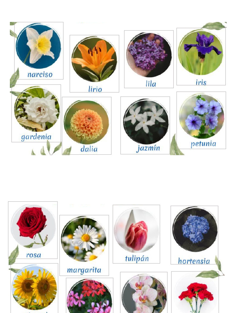 16 Tipos de Flores | PDF