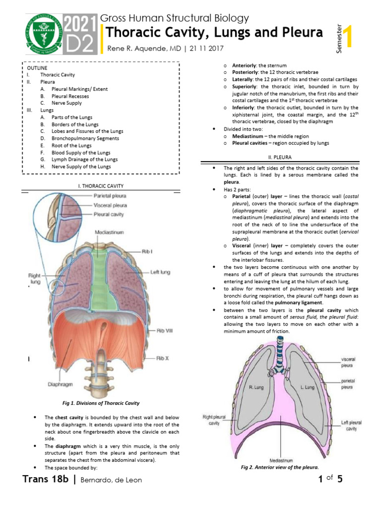 Thoracic Cavity and Lung Anatomy Overview | PDF | Lung | Thorax