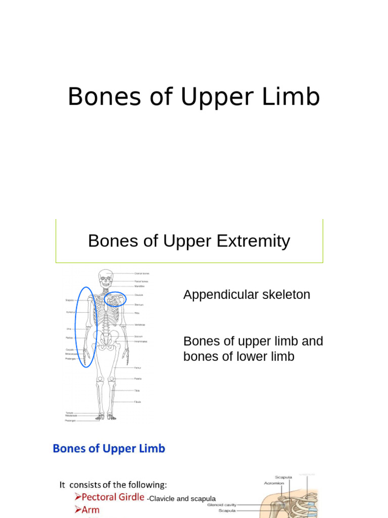 Upper Limb Practical Nursing | PDF | Thumb | Musculoskeletal System