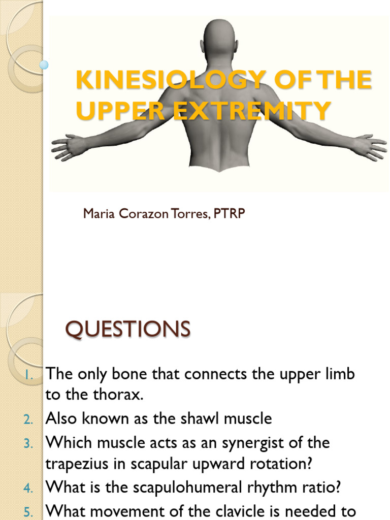 Kinesiology of the Upper Extremity | PDF | Anatomical Terms Of Motion ...