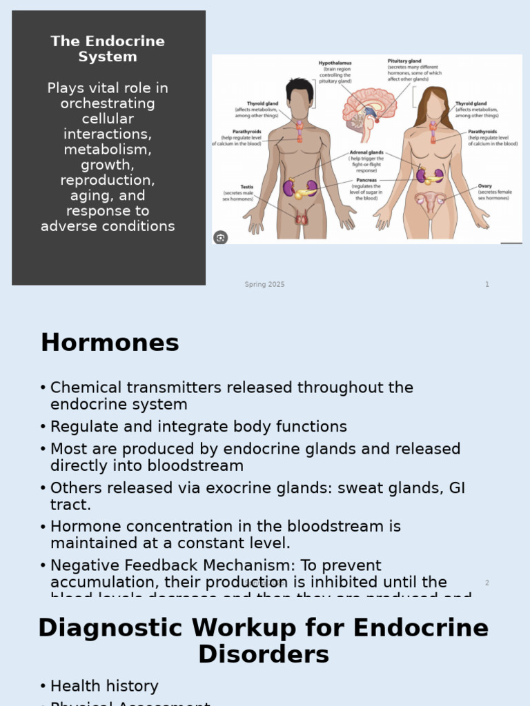 Endocrine System Overview and Disorders | PDF | Thyroid | Endocrine System