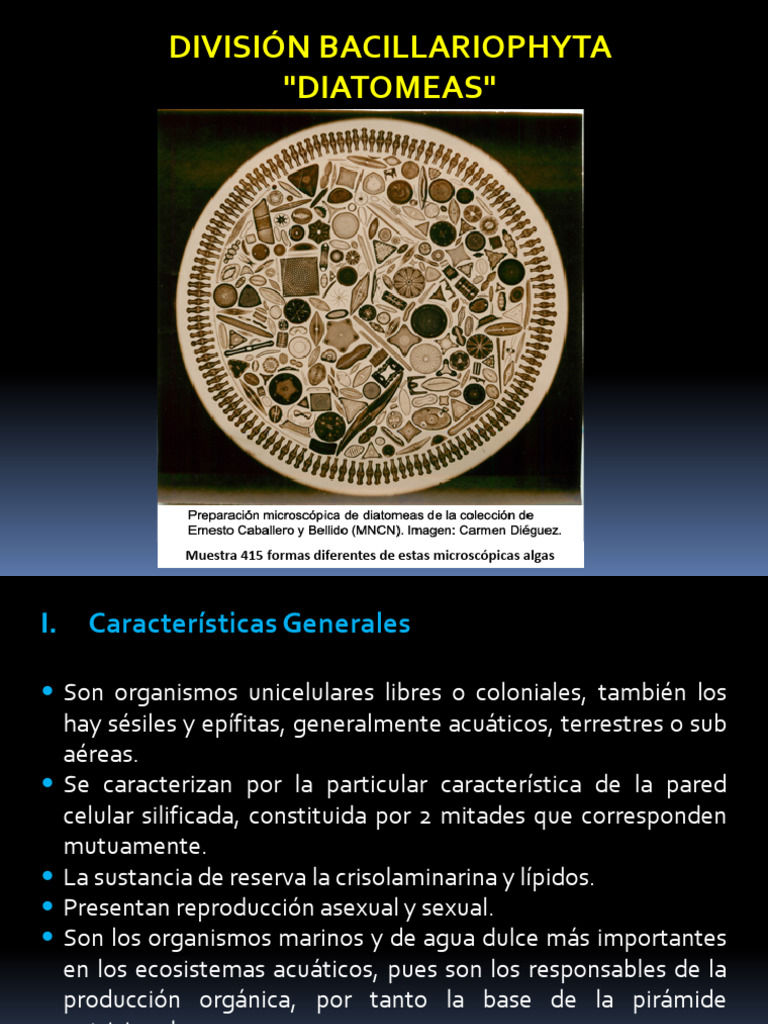 Características y Estructura de Diatomeas | PDF | Biología
