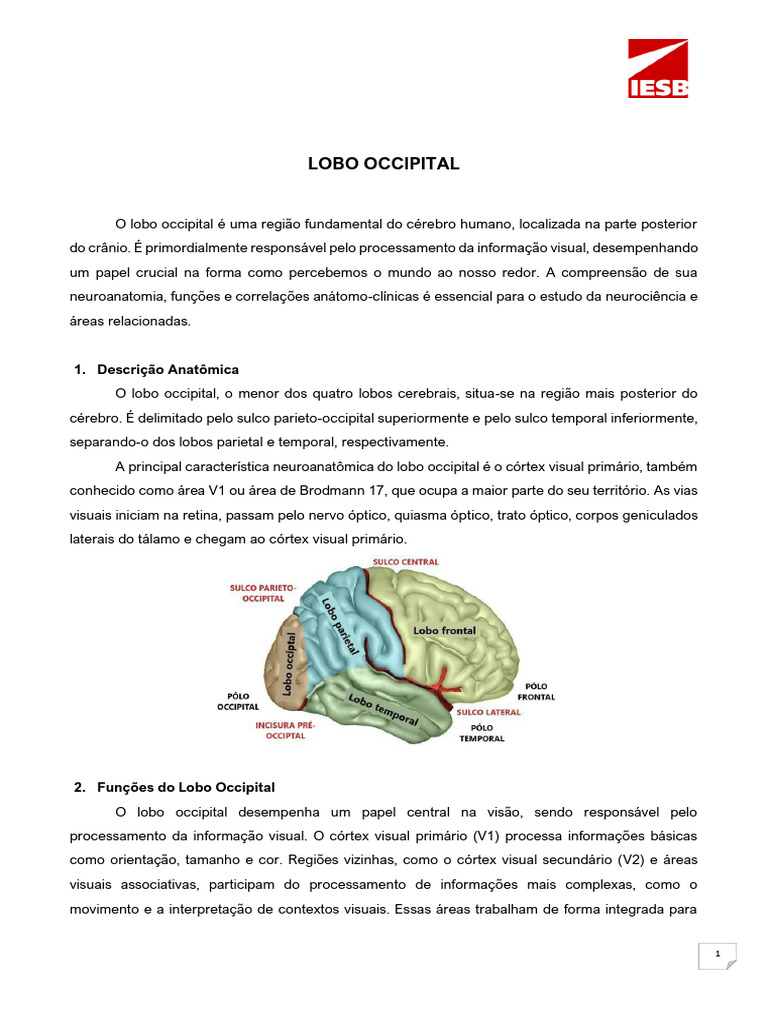 Funções e Distúrbios do Lobo Occipital | PDF | Sistema visual | Córtex ...