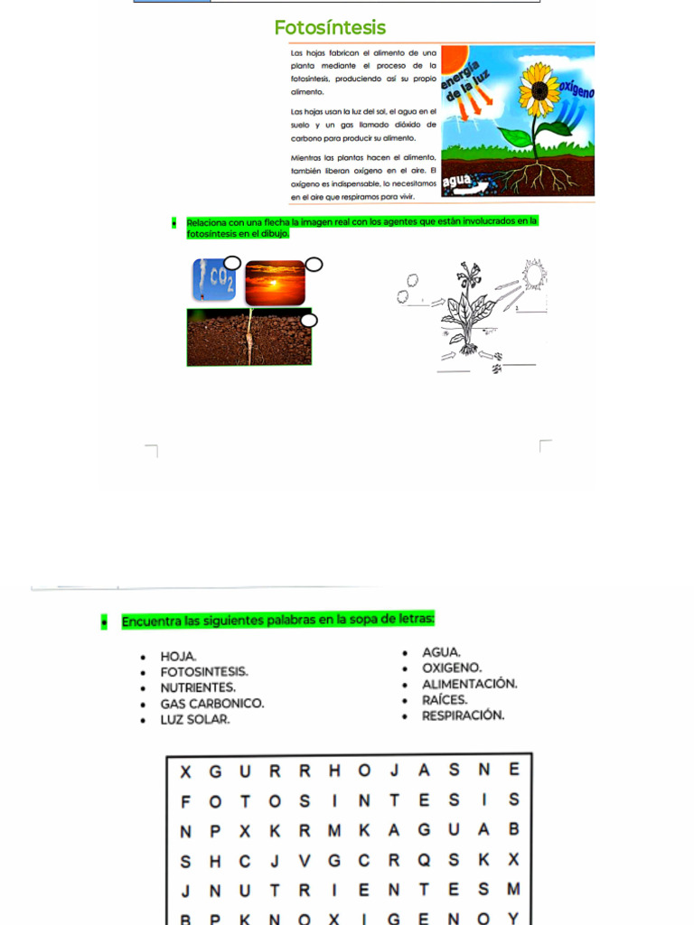 Actividad de Fotosíntesis | PDF