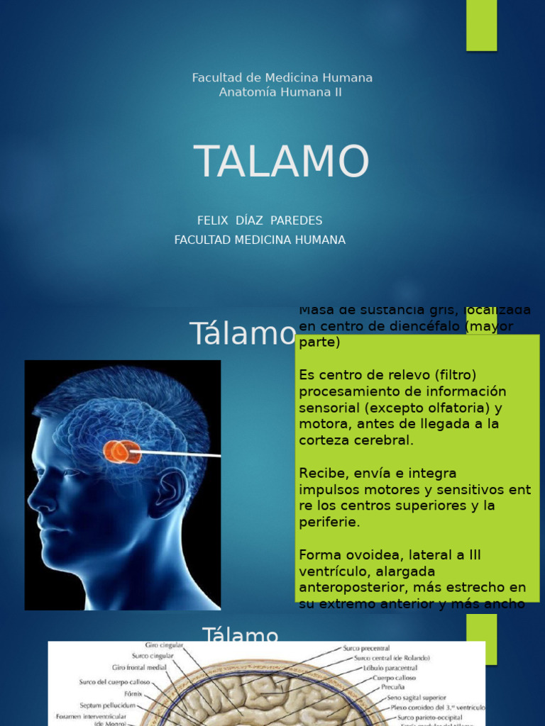 TALAMO | PDF | Tálamo | Cerebro