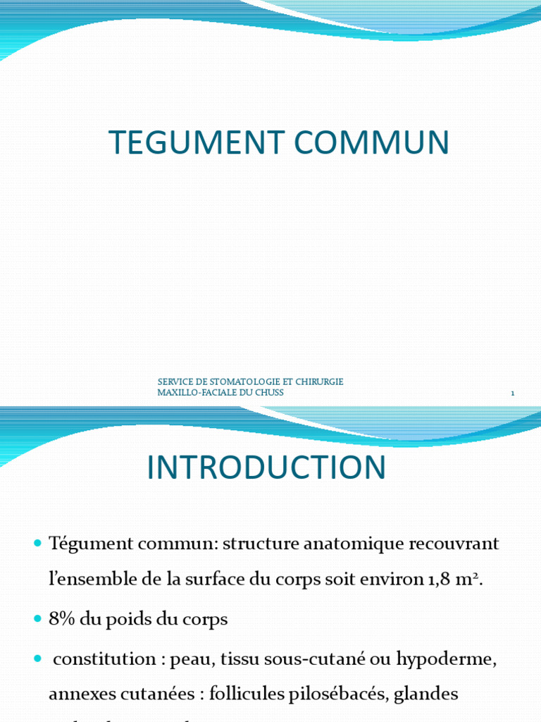 Anatomie Du T gument Commun Humain PDF Cheveux piderme anatomie 