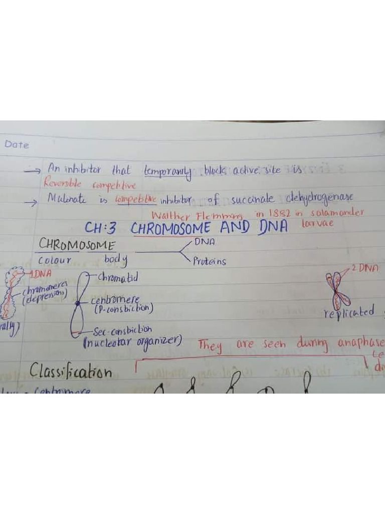 Chromosome and DNA Notes | PDF
