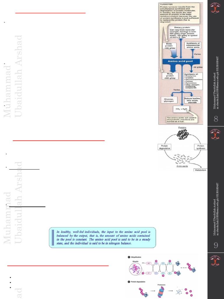 Amino Acid Metabolism Overview | PDF | Tyrosine | Amino Acid