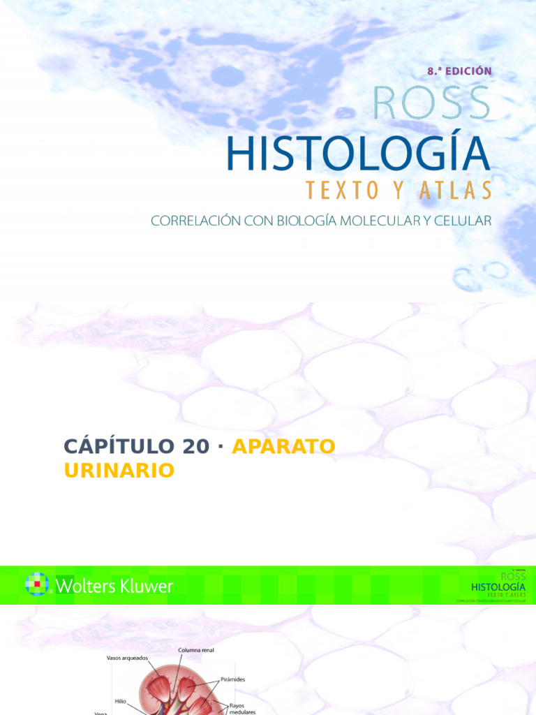Estructura y Función del Riñón | PDF | Morfología (biología) | Riñón