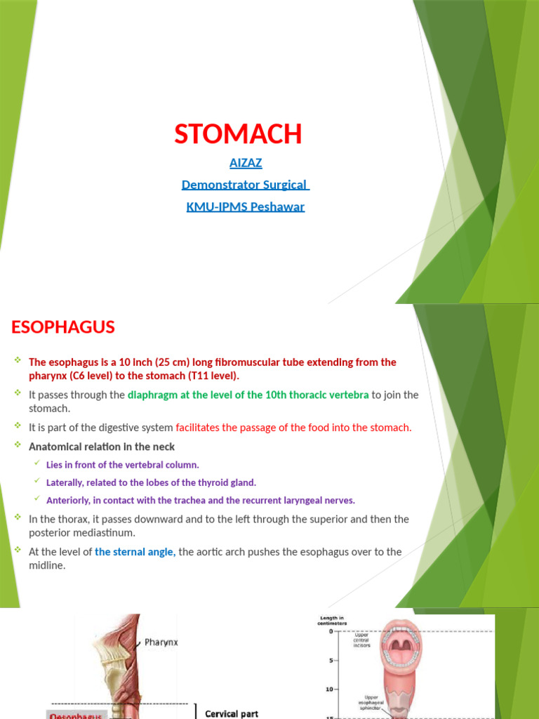 Anatomy and Functions of the Esophagus and Stomach | PDF | Esophagus ...
