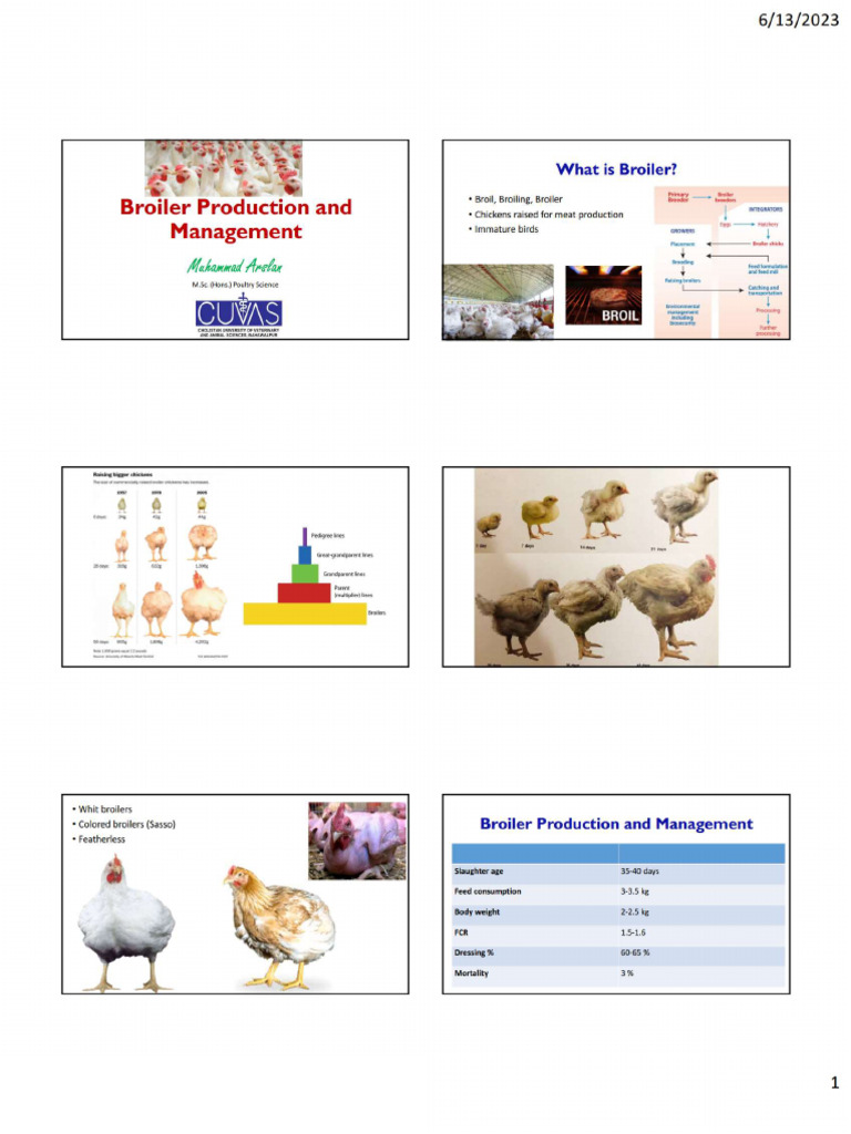 Broiler | PDF
