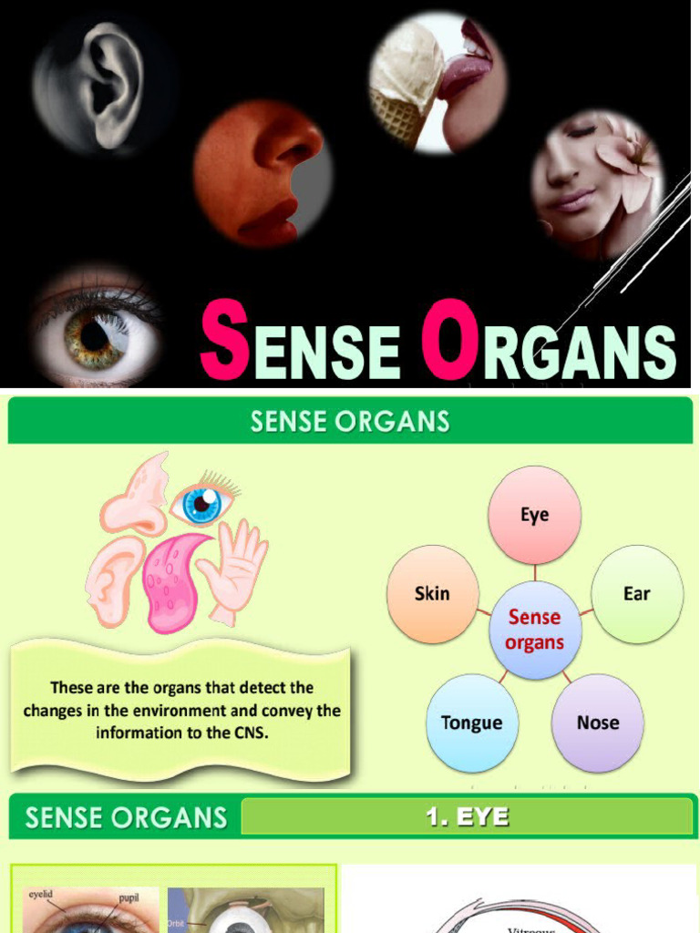 EYE | PDF