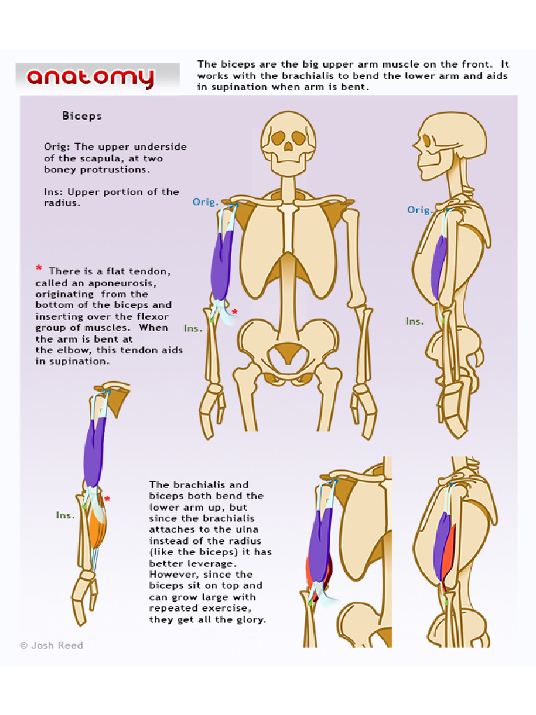 Biceps Group | PDF