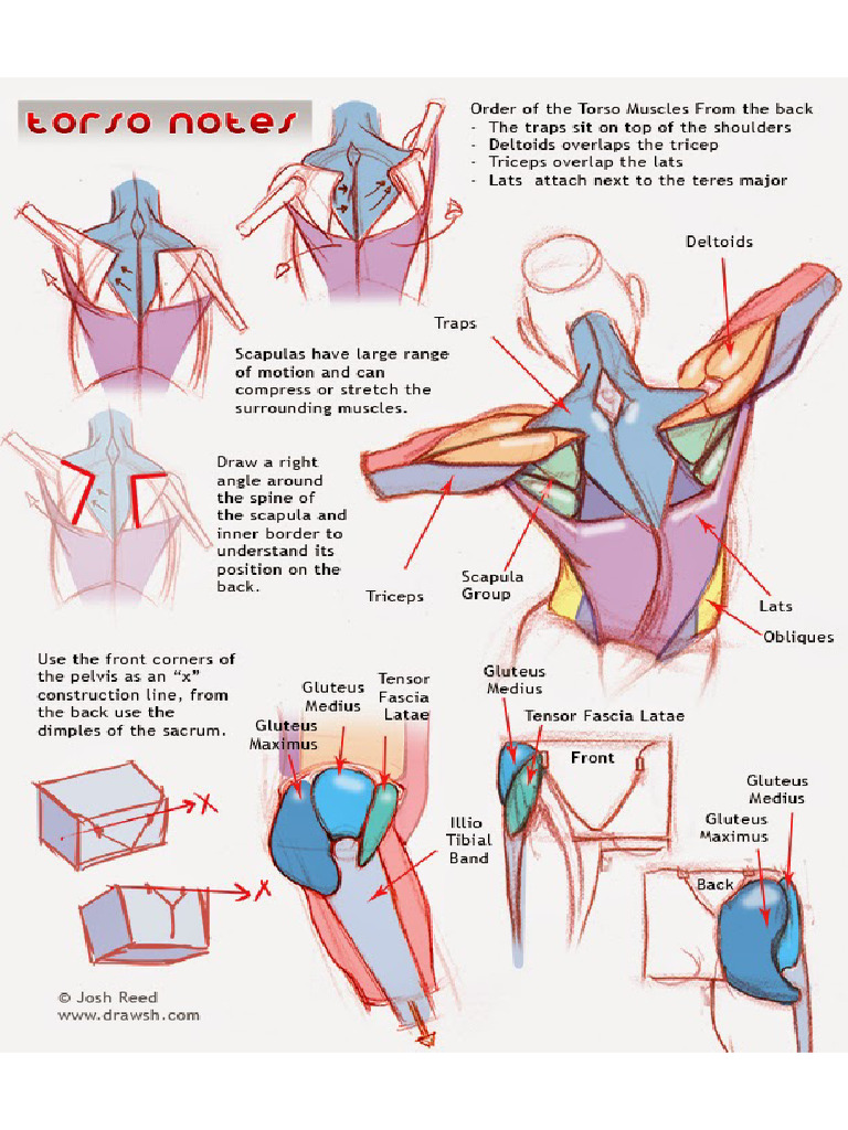 Torso Notes Back | PDF