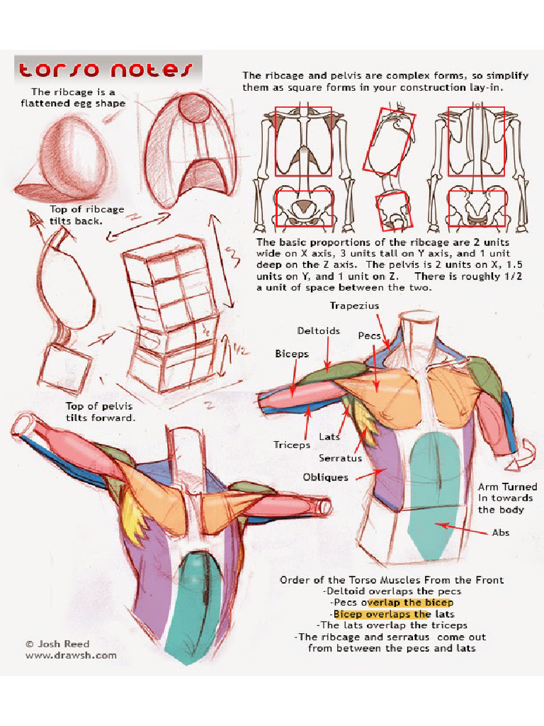 Torso Notes | PDF