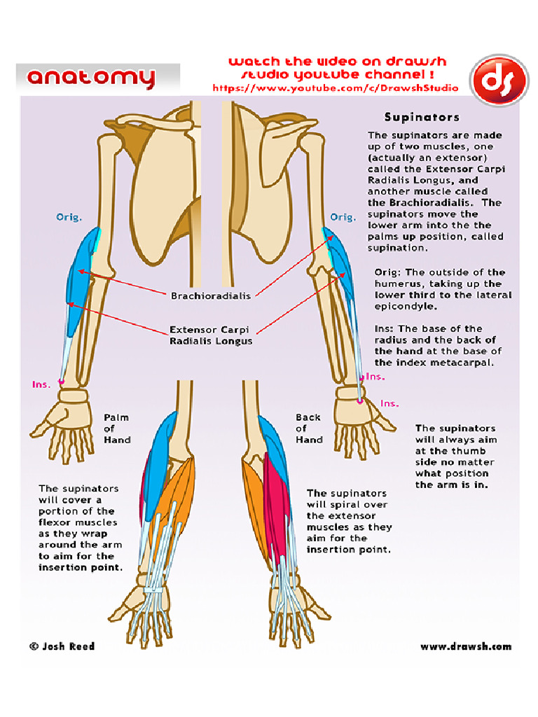 Supinator:Pronator Teres | PDF